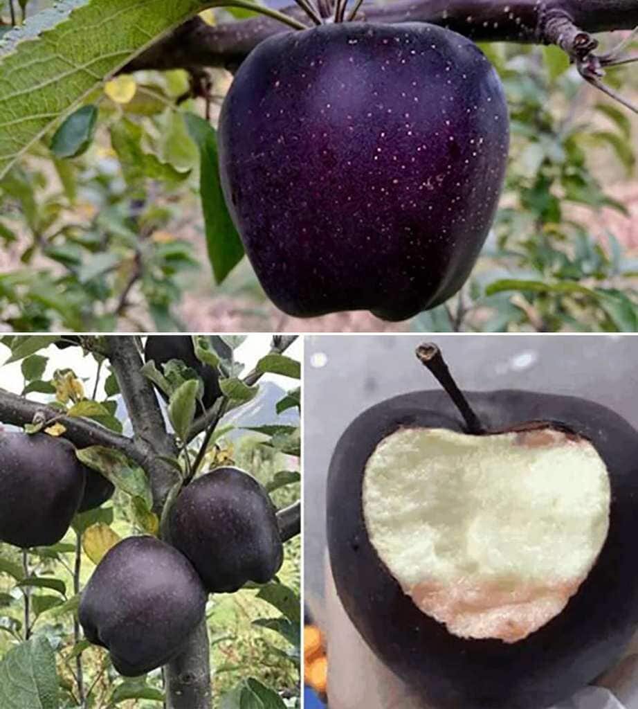 black-diamond-apple.jpg